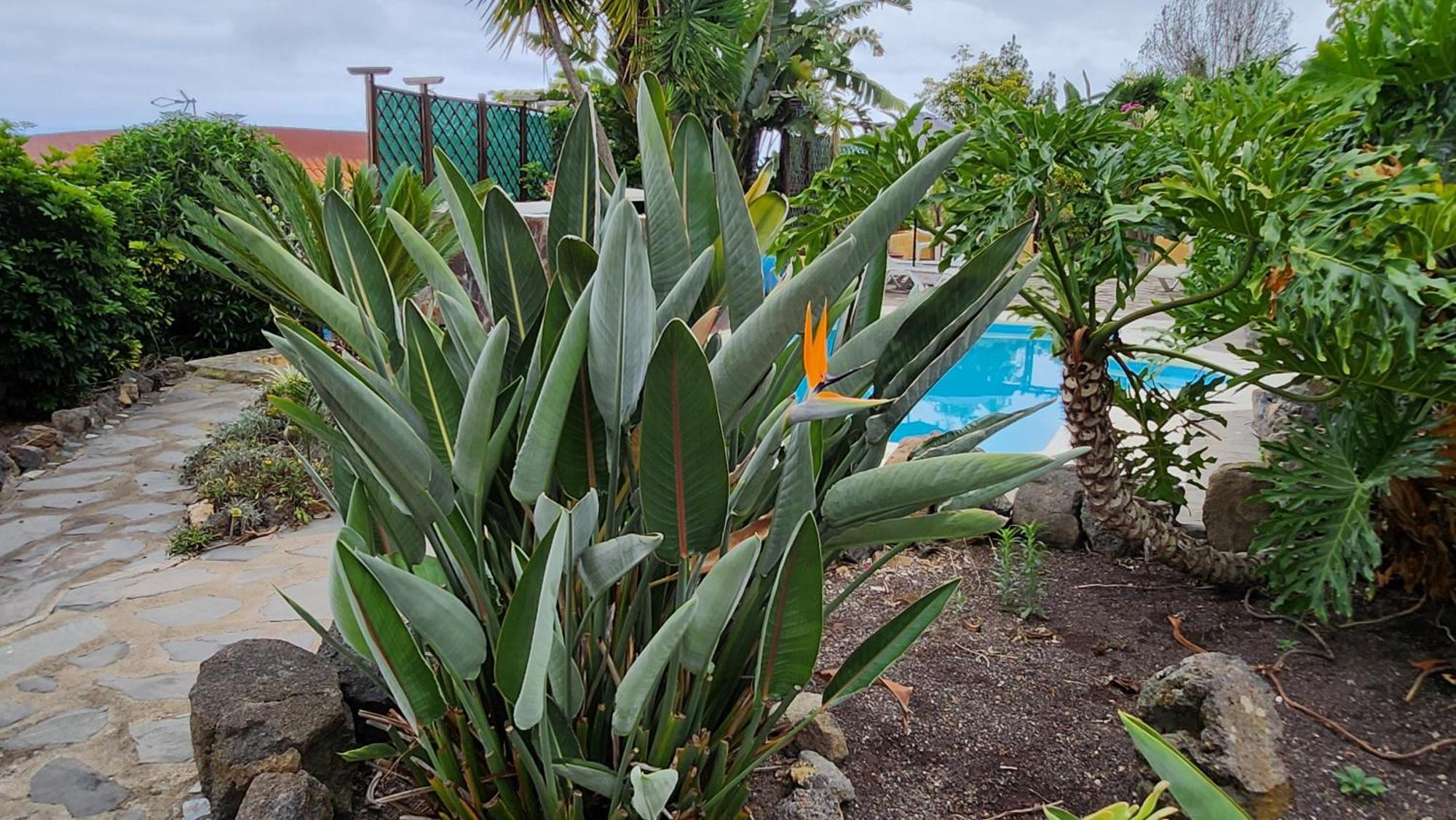 Oasis Hill Botanical Garden Villa Icod De Los Vinos Bagian luar foto