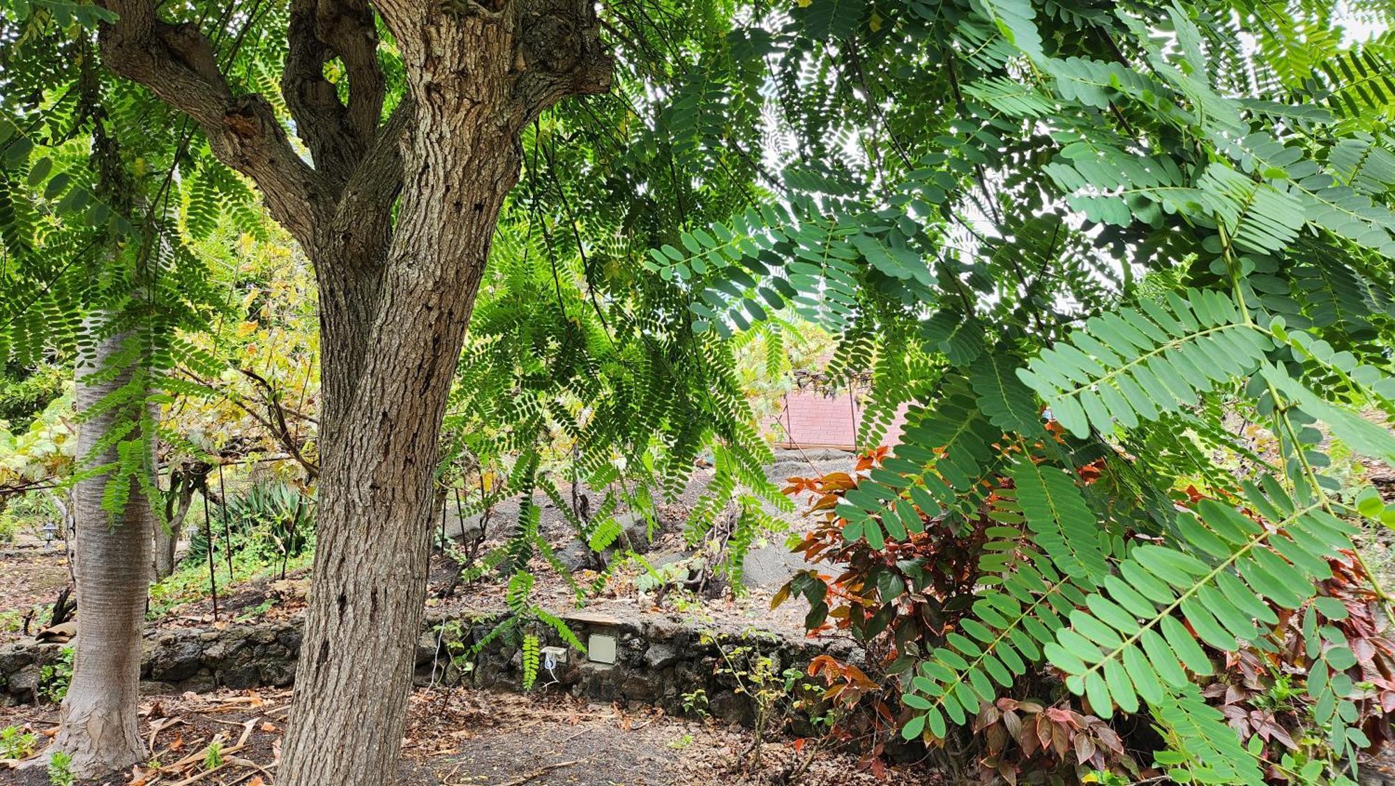 Oasis Hill Botanical Garden Villa Icod De Los Vinos Bagian luar foto