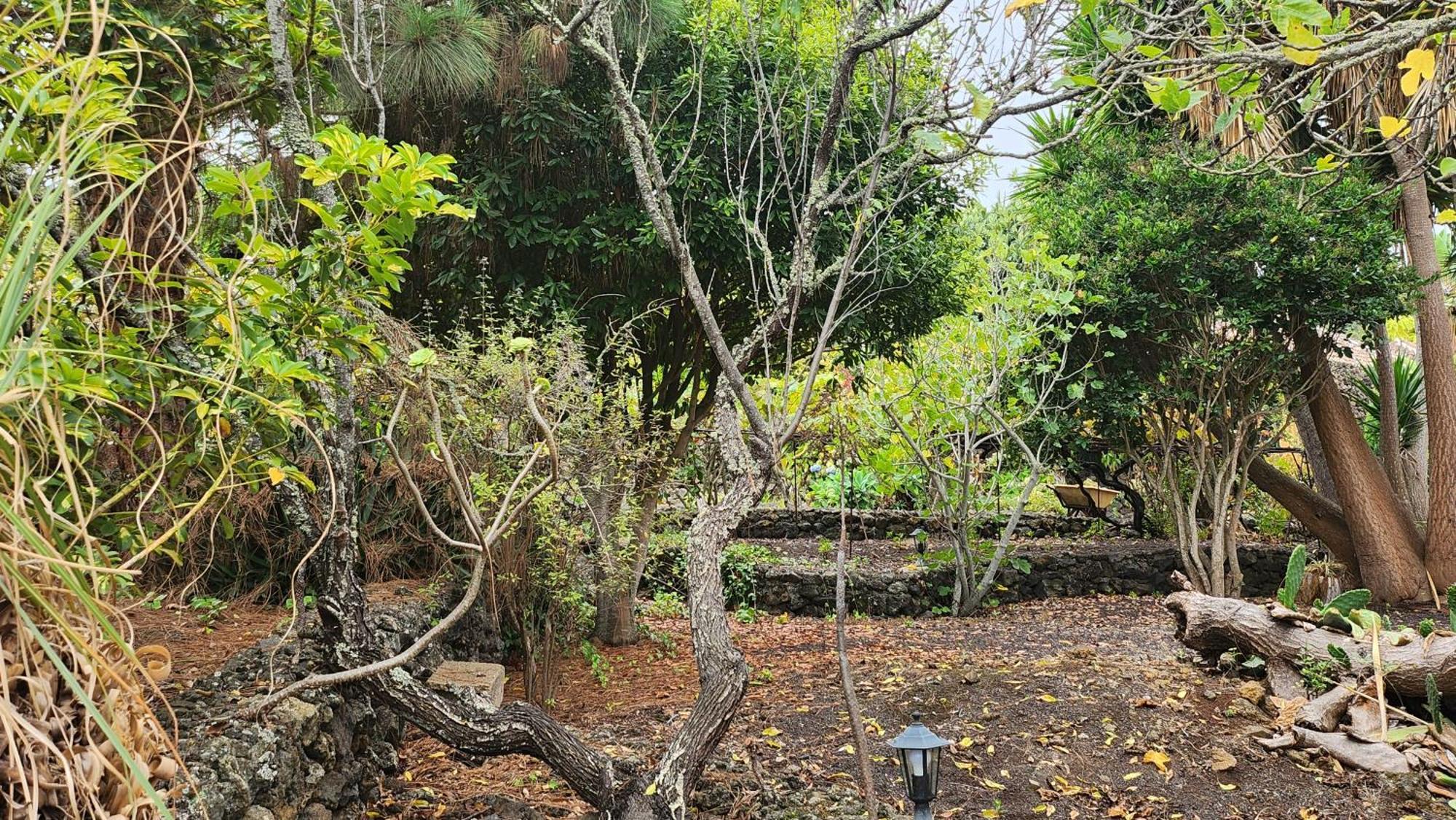 Oasis Hill Botanical Garden Villa Icod De Los Vinos Bagian luar foto