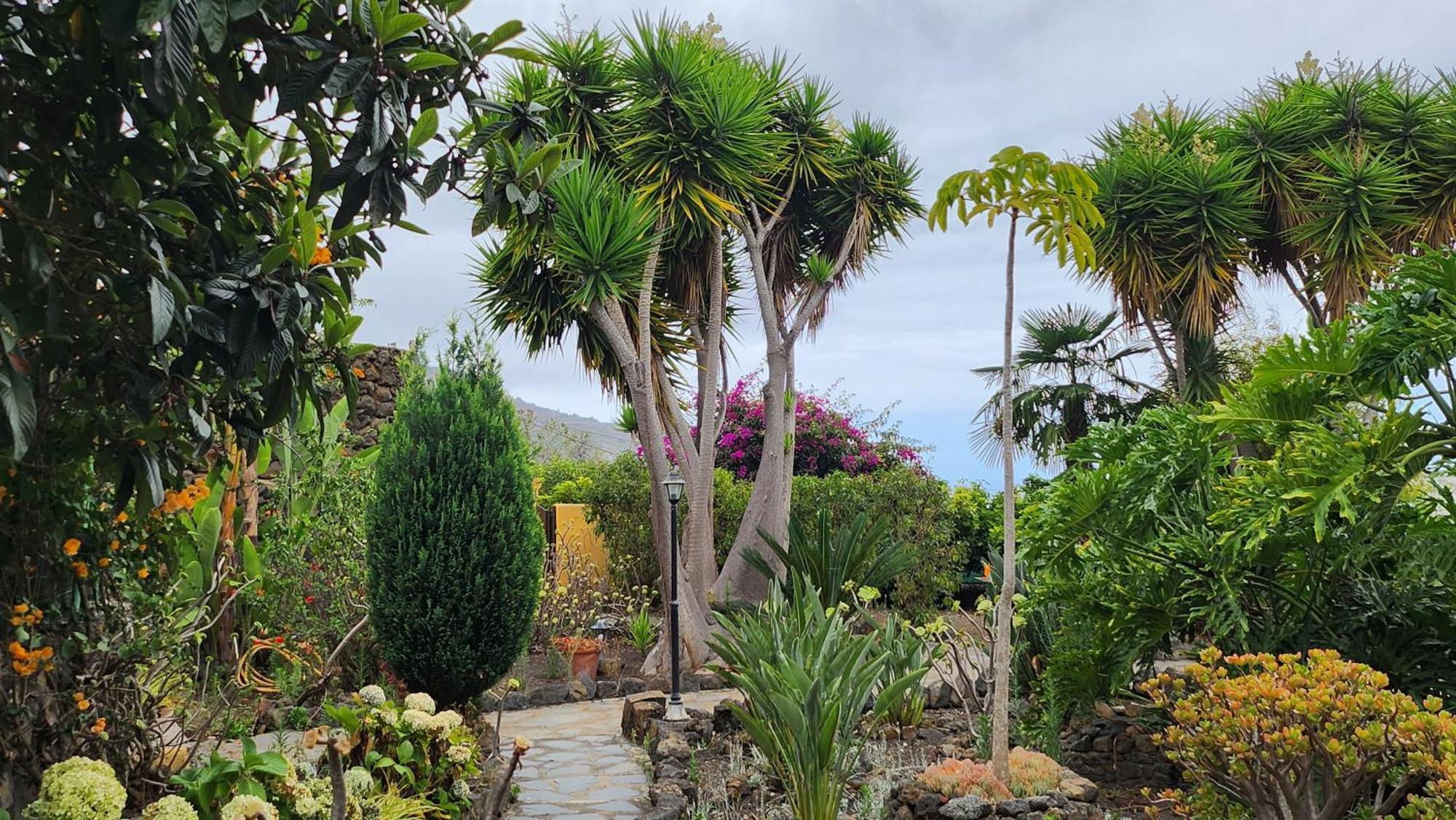 Oasis Hill Botanical Garden Villa Icod De Los Vinos Bagian luar foto