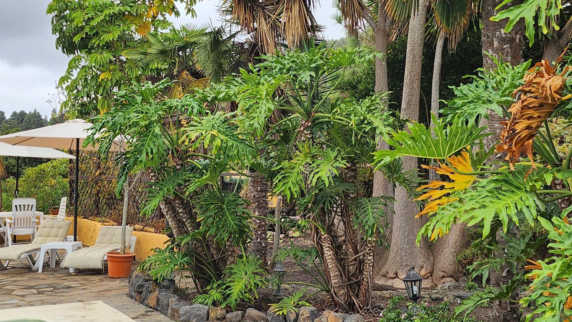 Oasis Hill Botanical Garden Villa Icod De Los Vinos Bagian luar foto