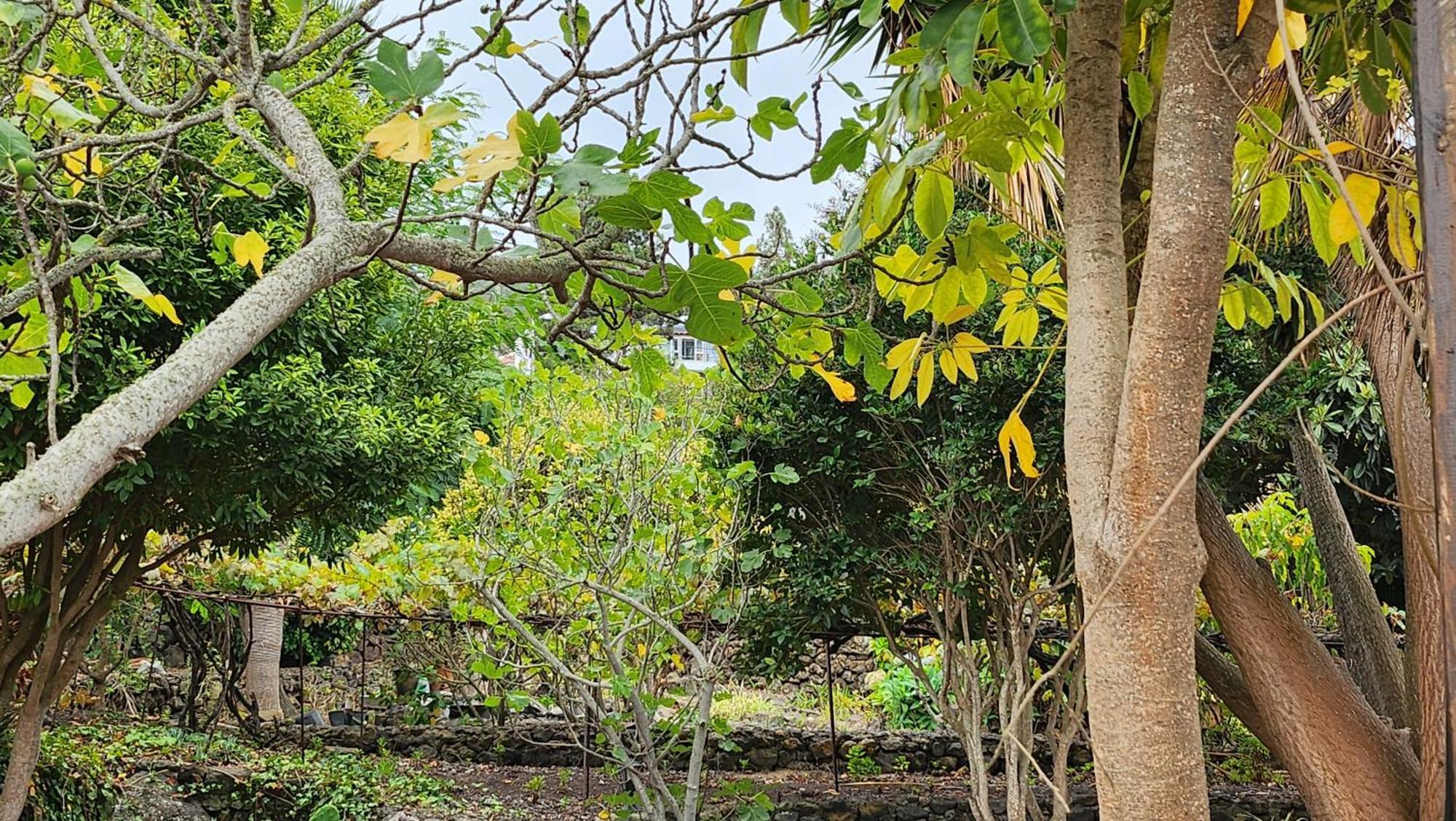 Oasis Hill Botanical Garden Villa Icod De Los Vinos Bagian luar foto